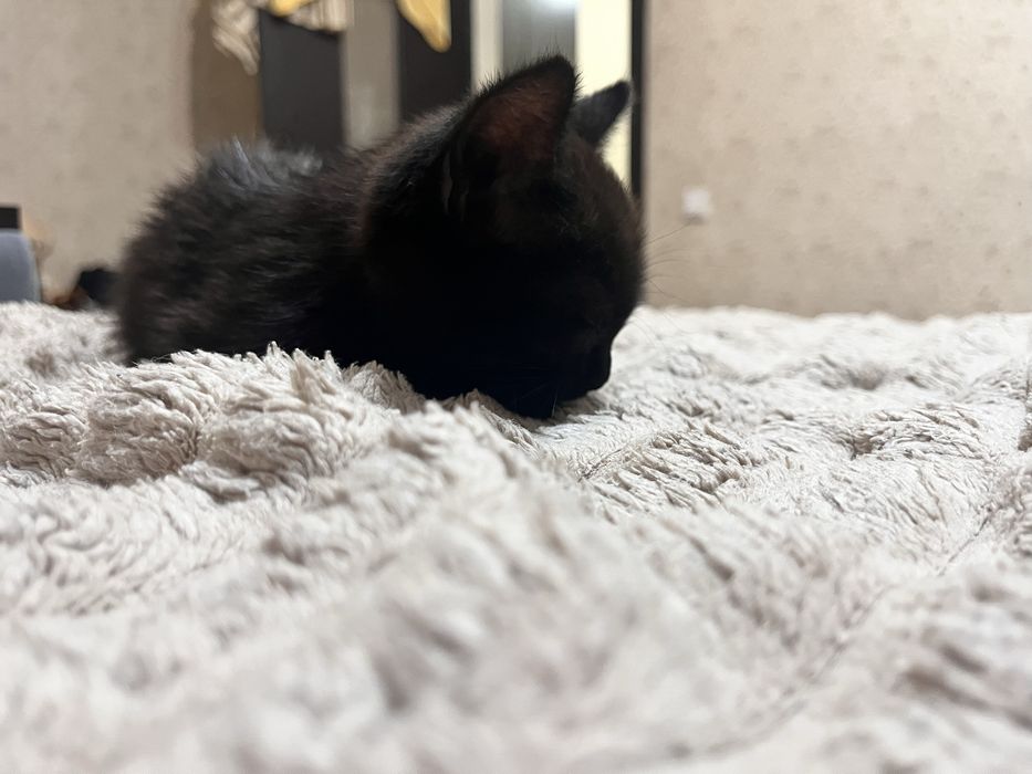 Ищем дом маленькому котику!