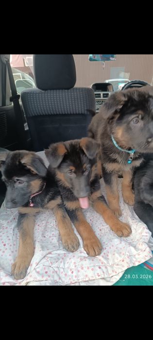Немецкая овчарка щенки