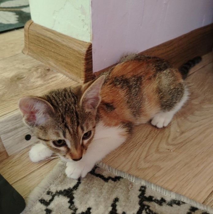 Котята в ответственные руки!