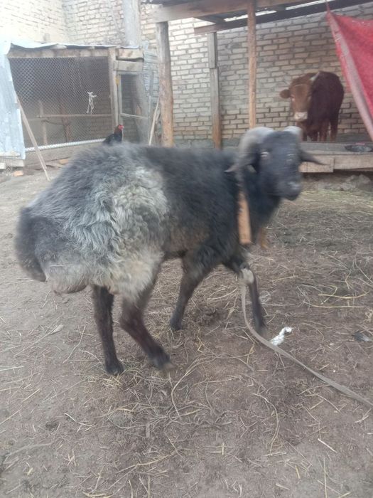 Кучкор сотилади соглом