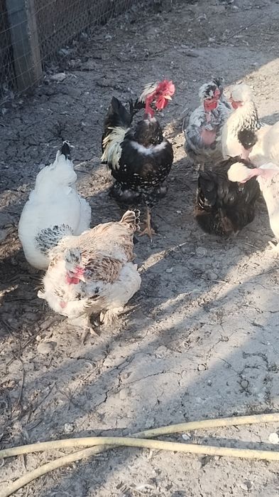 Ouă pentru incubat disponibile