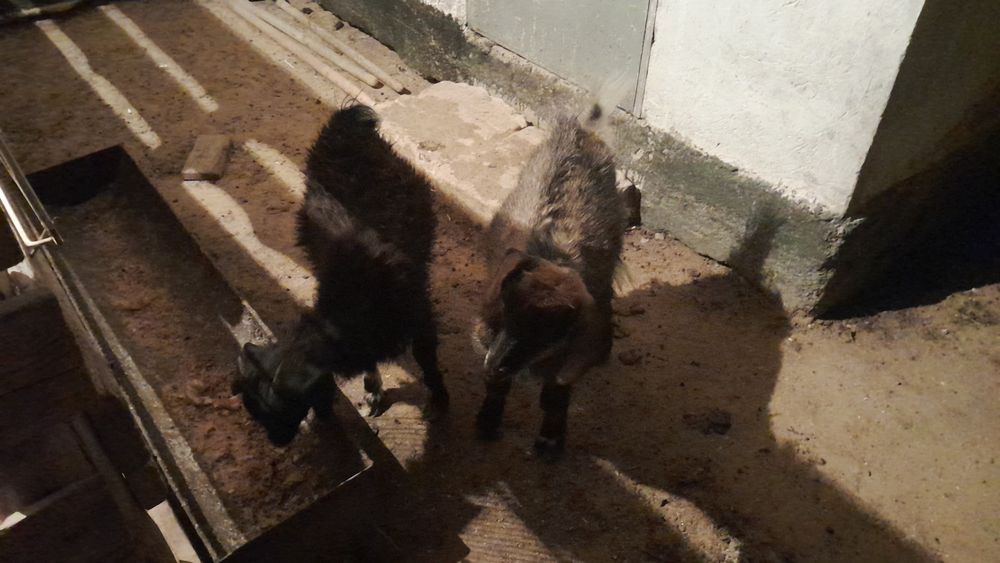 Ешкі мен лақтар сатамын