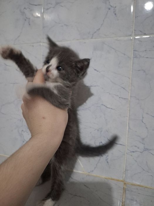 От дам бесплатно