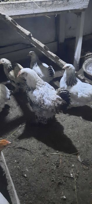 Продам молодых курочек и петушков