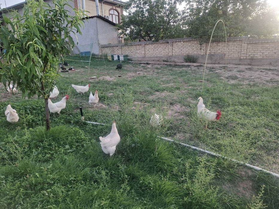 Ломан сенди зотли товуклар