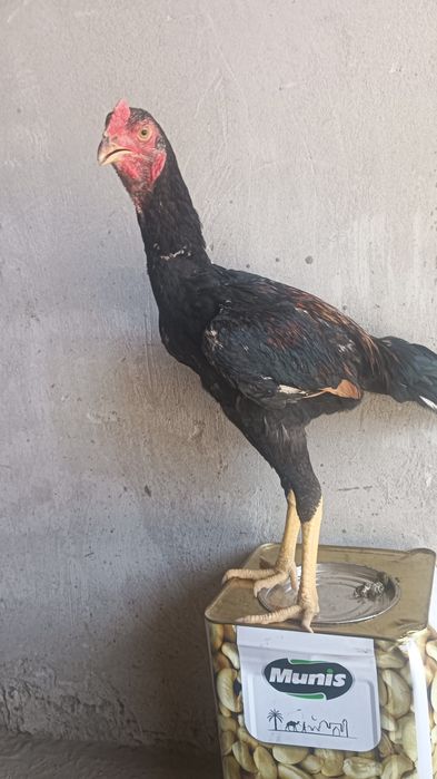 Хурозчп сотилади.