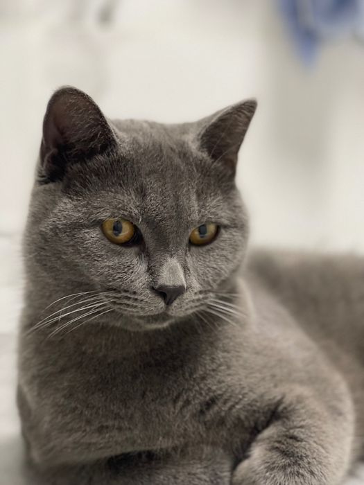 Кот британец для вяки