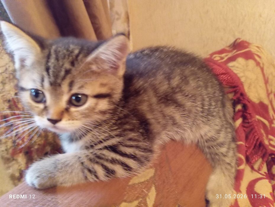 Продам котят британцы