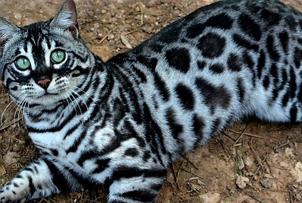 Серебро Бенгалы !!! Окрас- Барса