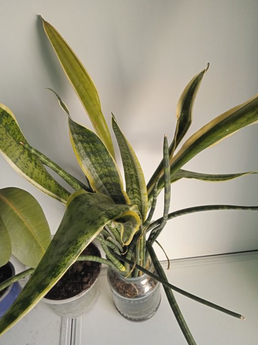 Цветы комнатные растения Фикус ,Фикус Бенжамина,Щучий ХвостСансевиерия