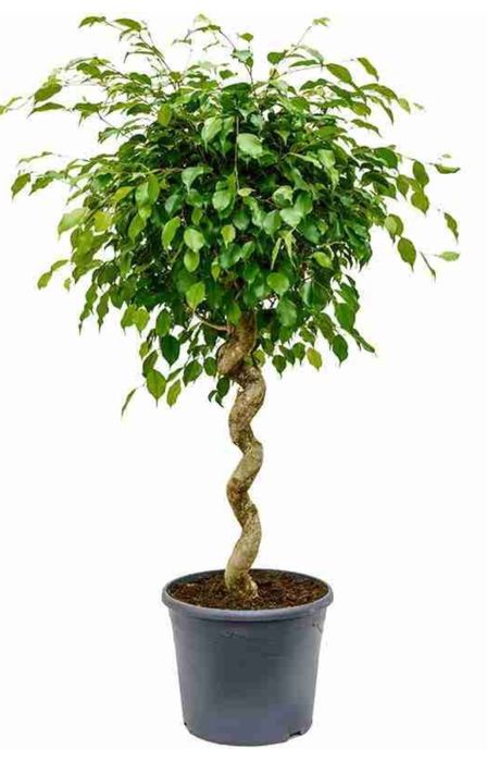 Комнатный гранат