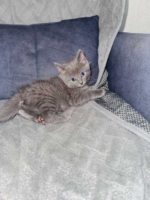 Отдам красивых кошечек