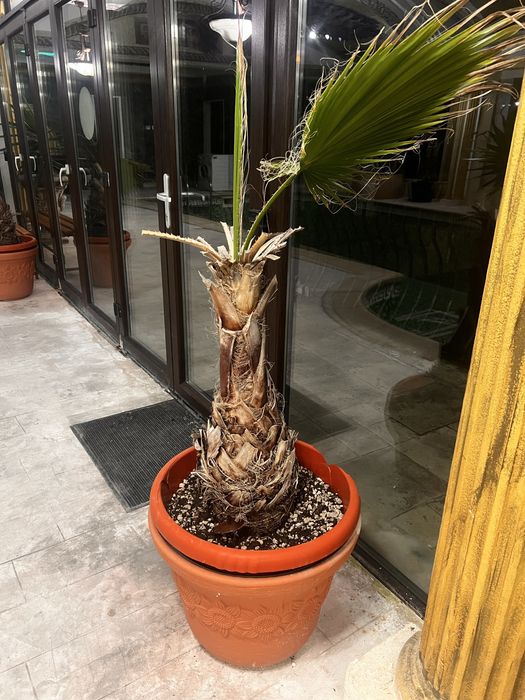 4 Palmieri Washingtonia robusta 1,7m
