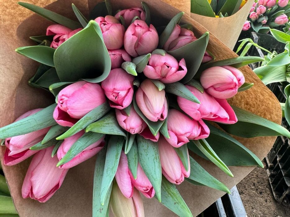 Тюльпаны к 8 марта