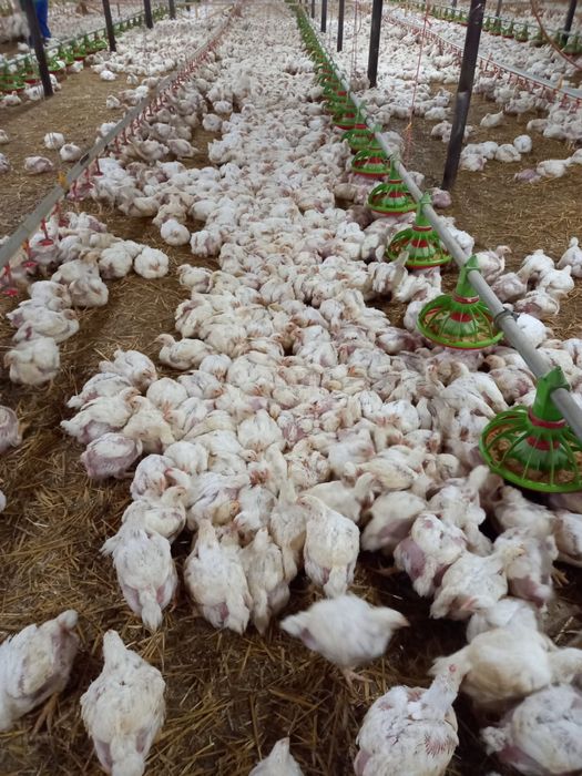 Pui alb de carne si pui rasa mixta