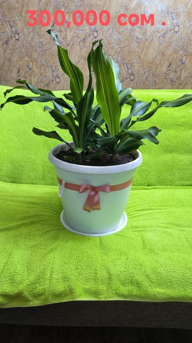 Цветы,Пальмы,с бонусом.