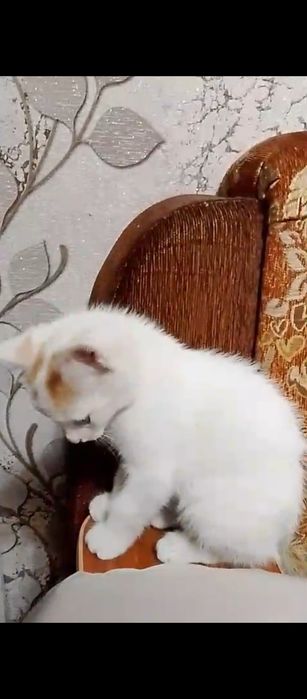 Отдам котёнка в добрые руки