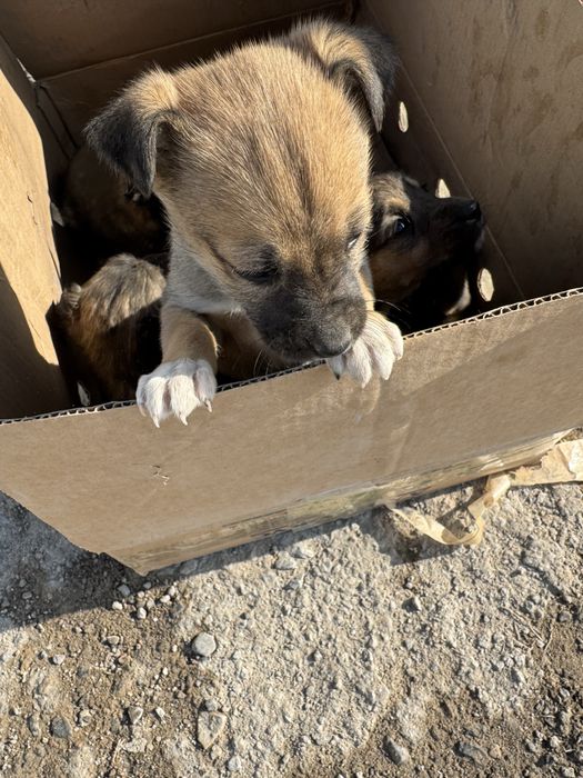 Щенята в хорошие руки ДАРОМ