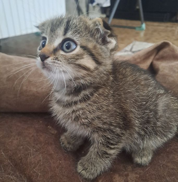 Шотландский вислоухий котик