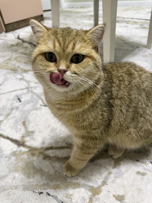 Вязка кота 10 месяцев первый раз