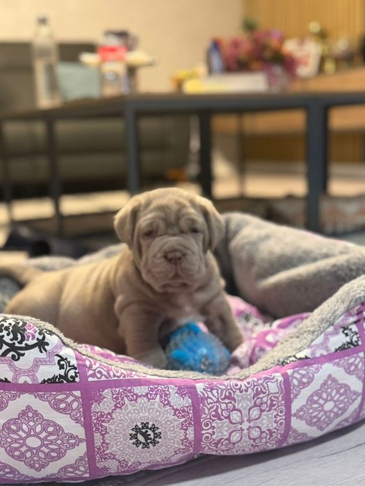 Pui Mastino Napoletano