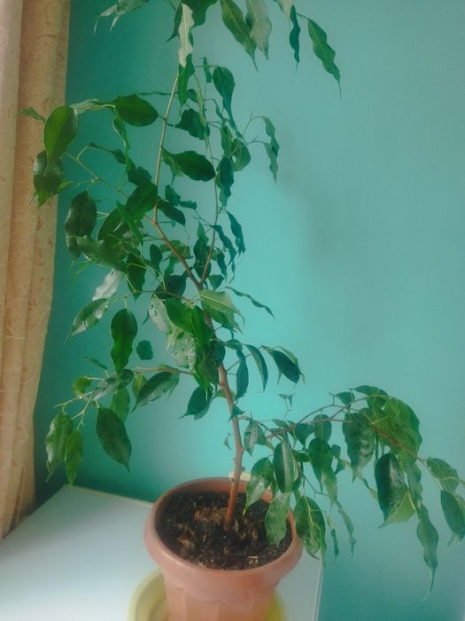 Продам взрослые фикусы Бенджамина