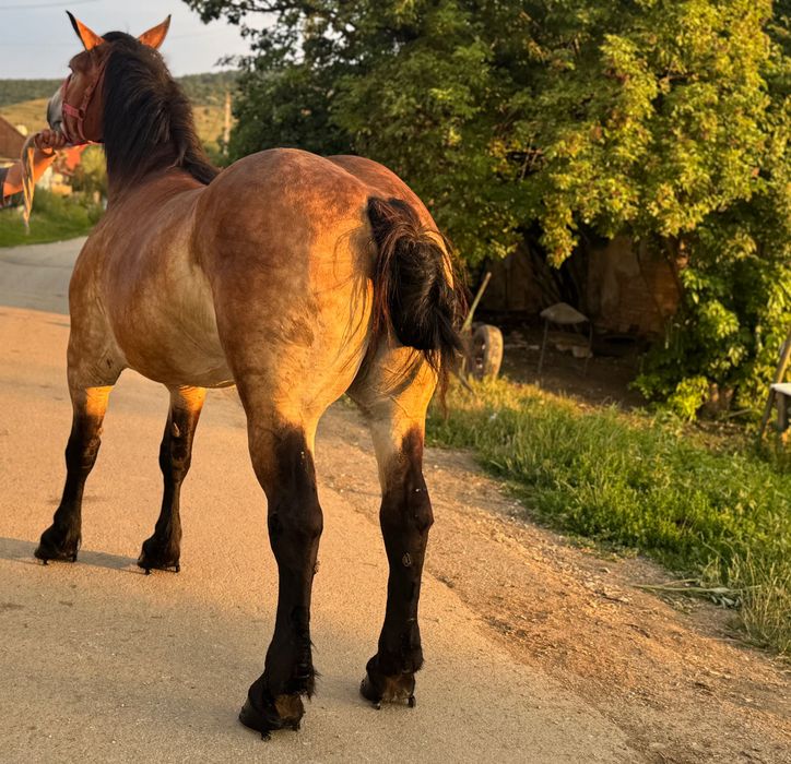 Manza 4 anii garantata