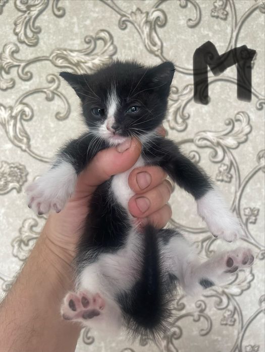 Бесплатно котята
