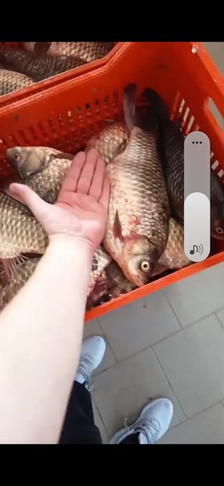 Raci de apă dulce vii 80 lei/kg