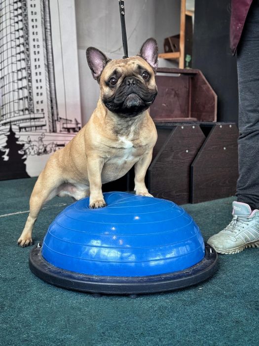 Французский бульдог вязка