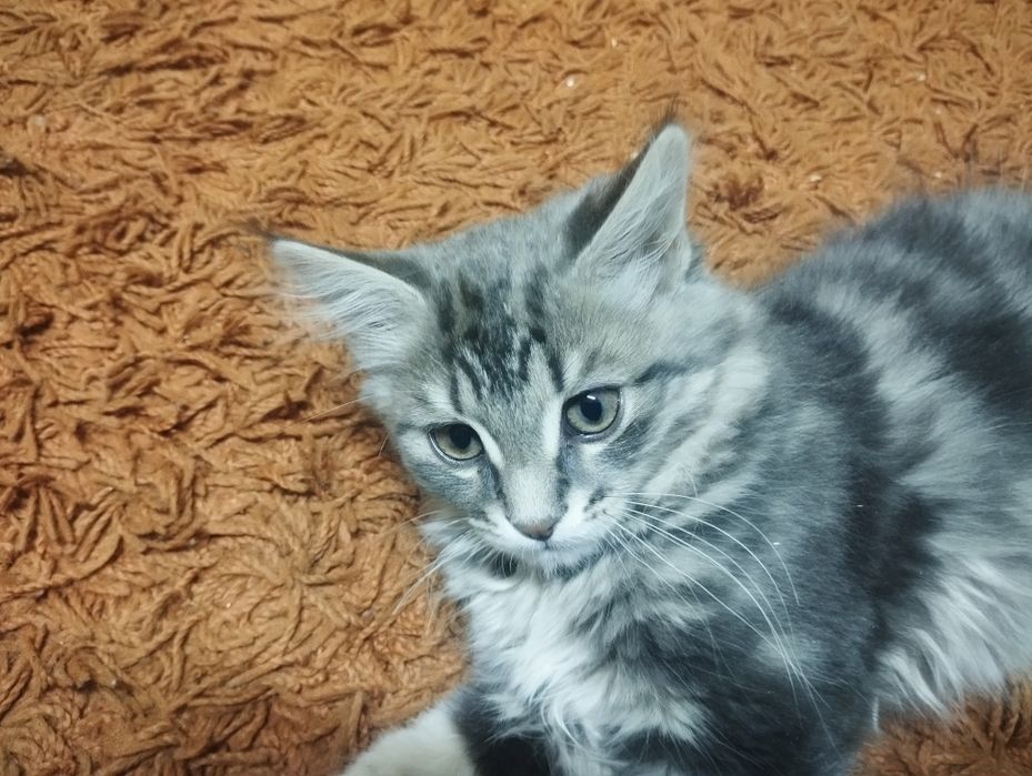 Котёнок -мальчик, 2мес