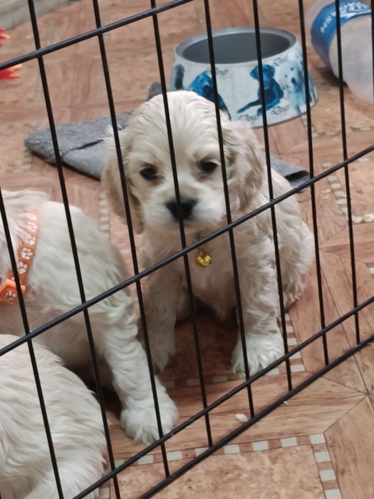 Американский кокер спаниель щенки.