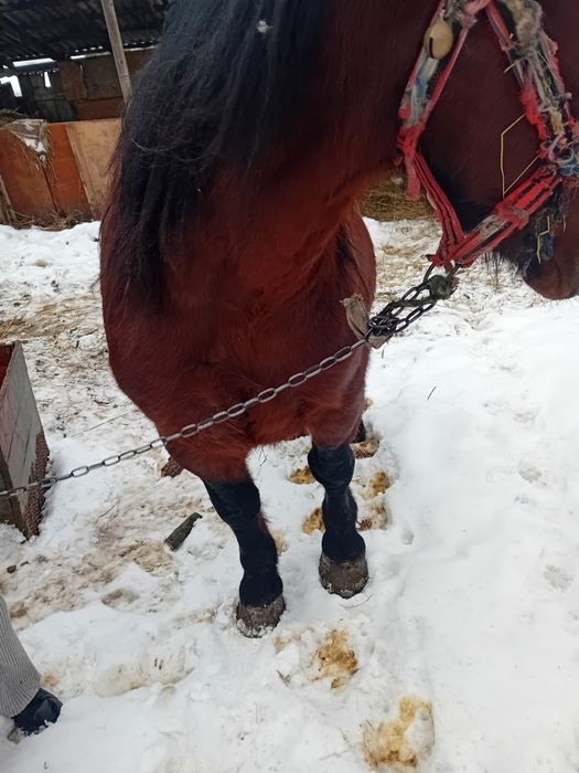 Armasar de vânzare de 5 ani