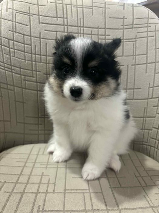 Немски шпиц мъници