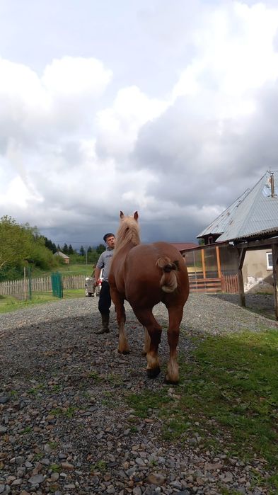 De vânzare,cai amândoi