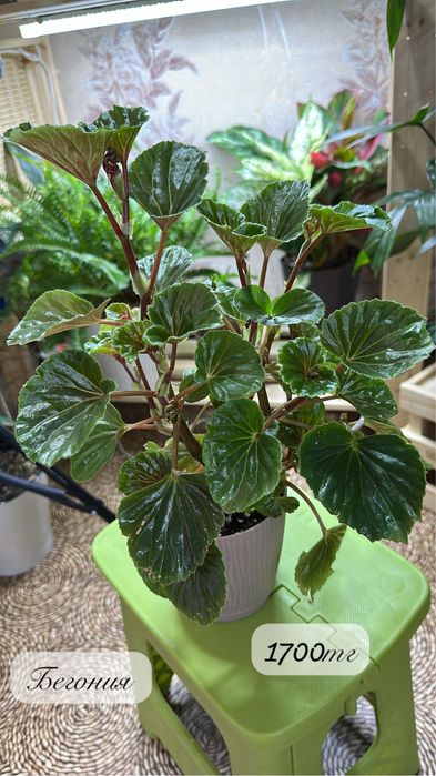 Комнатные растения