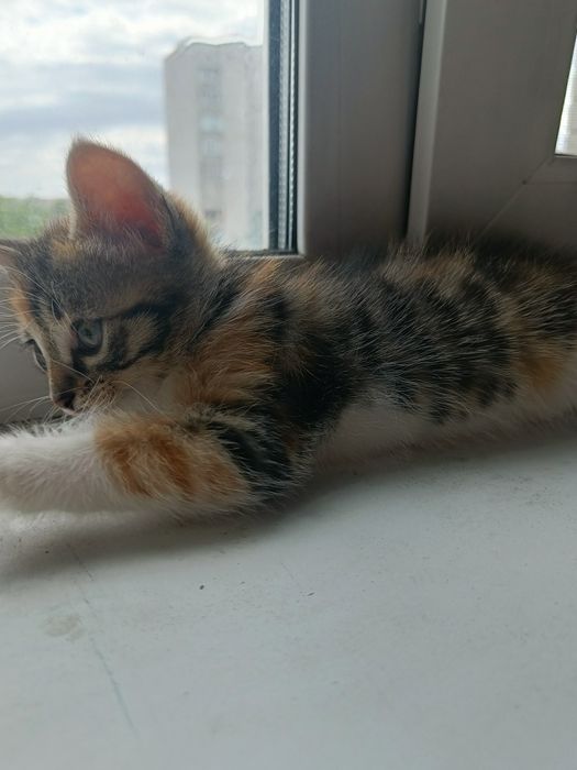 Отдам котенка в хорошие руки