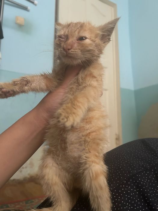 Отдается котенок в добрые руки