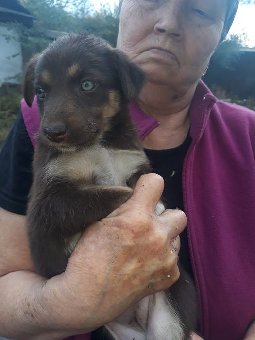 Отдам щенков в добрые руки