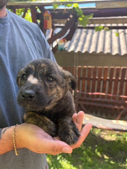 Dau căței spre adopție în județul Iași