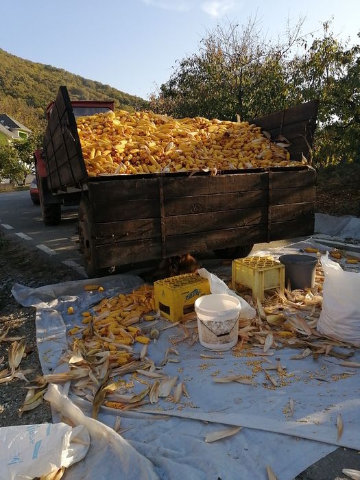 Vând știuleți porumb