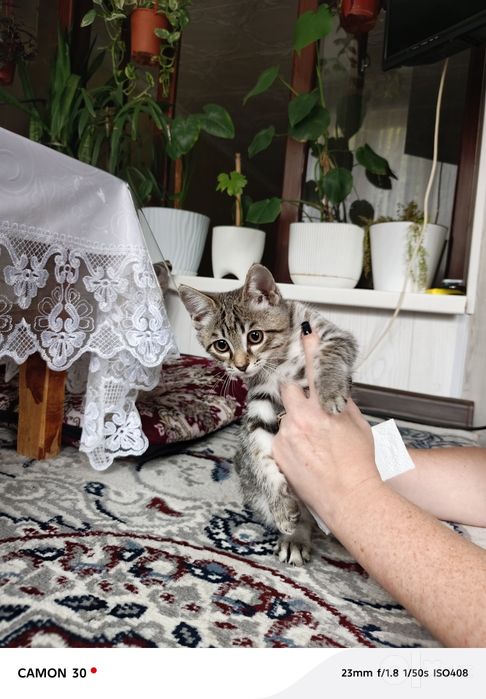Котёнок мальчик 1,5 месяца
