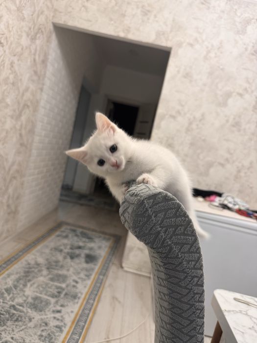 Котенок даром девочка