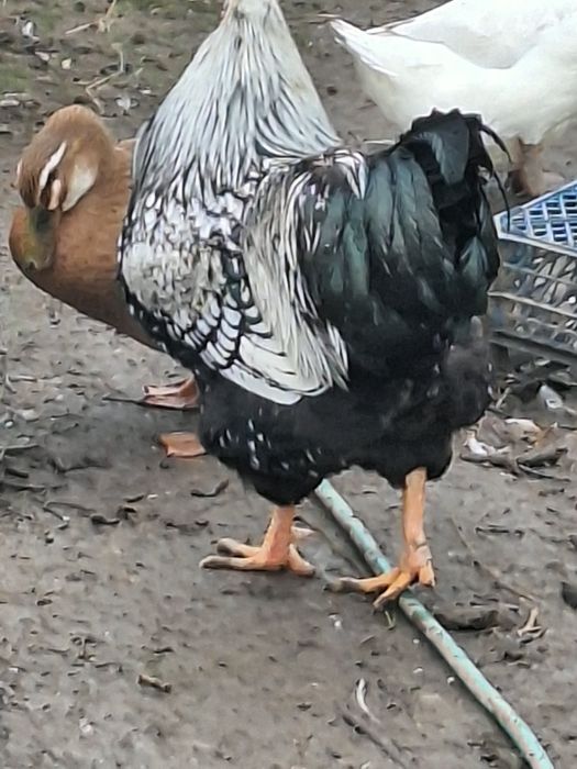 Vand cocos wiandotte