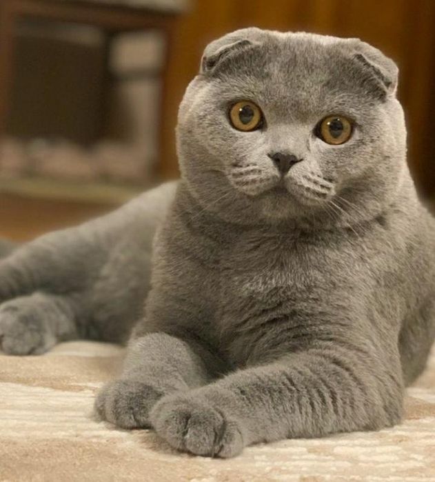 Скоттиш Фолд . Девочка и Мальчик.