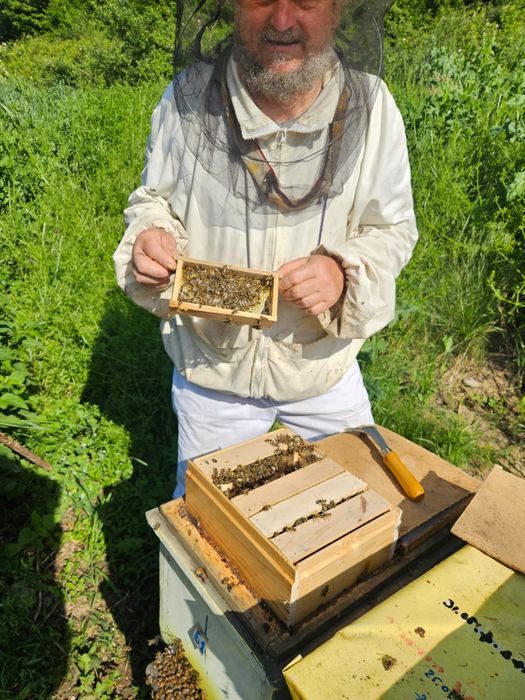 Stupi Crescători Regine