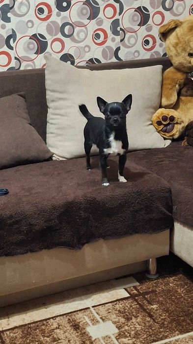 Кученца чихуахуа