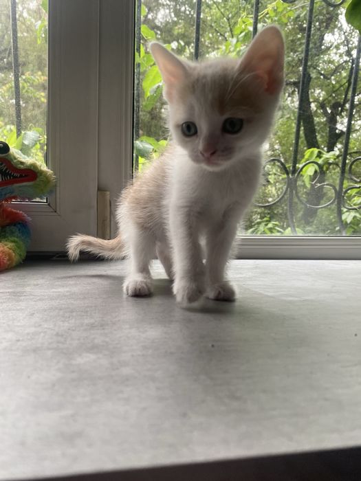 Котята 2 месячные срочно ищут дом
