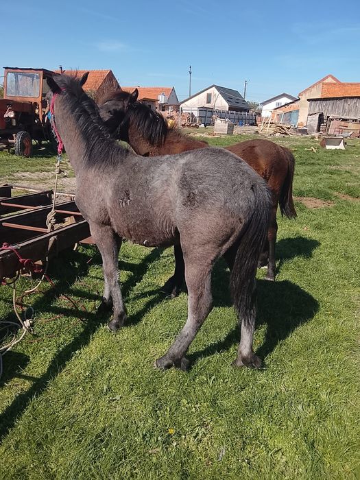 Schimb sau vând 2 mânji