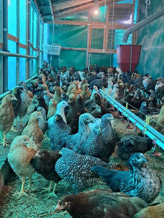 Vand puicute ouatoare Dominant Cehia, 12 saptamani, vaccinuri la zi.